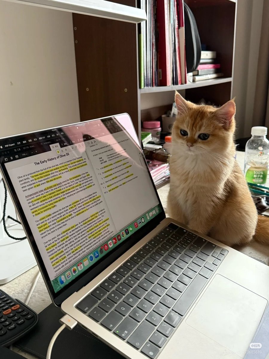 The Cats 𝕏 tweet media