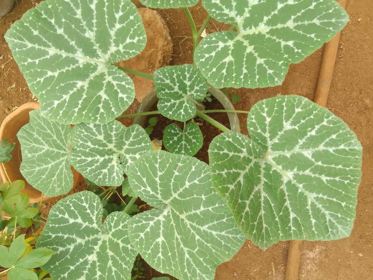 Son of a Farmer. tweet media