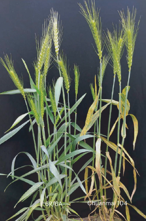 Nature Plants tweet media