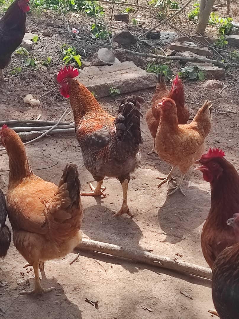 When I started my small-scale, home-based poultry farming research with 100 birds, I learned many lessons the hard way. 

After 5 months of struggle, I began getting 20-30 eggs daily, selling each for ₦150 and earning almost ₦4,500 per day. Although production fluctuates due to
