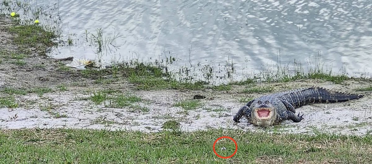 THP Golf tweet media