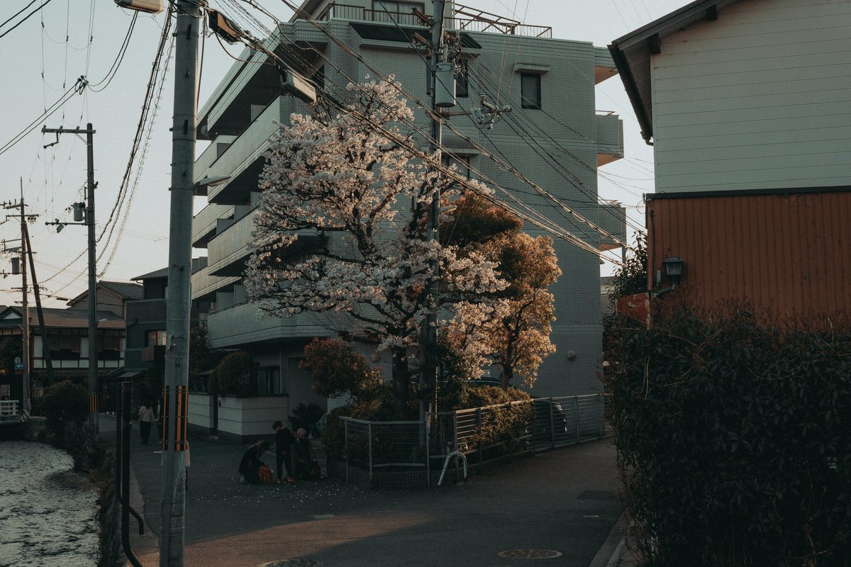 riki_shinagawa's tweet photo. Cherry blossoms in the city https://t.co/Slm7rBsCwm