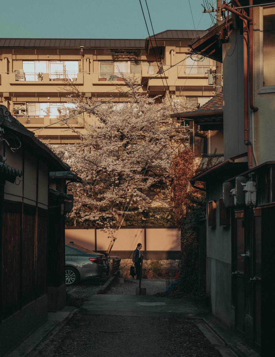 riki_shinagawa's tweet photo. Cherry blossoms in the city https://t.co/Slm7rBsCwm