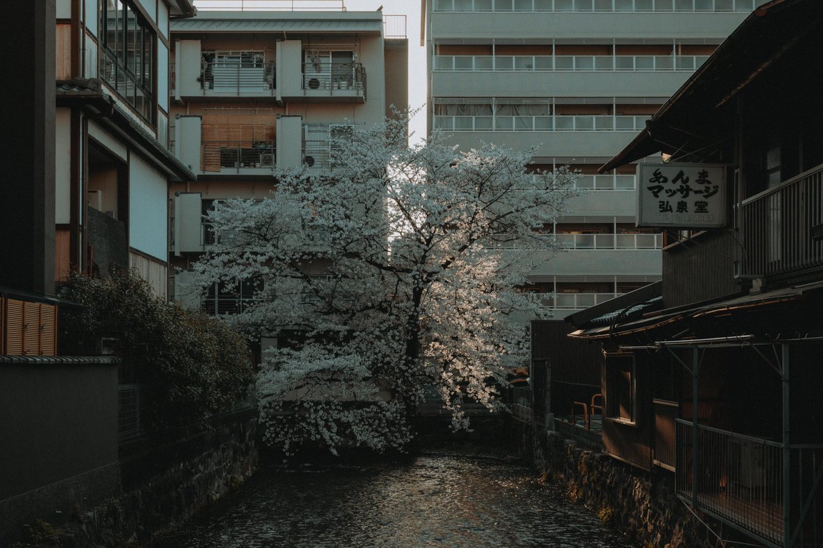 riki_shinagawa's tweet photo. Cherry blossoms in the city https://t.co/Slm7rBsCwm