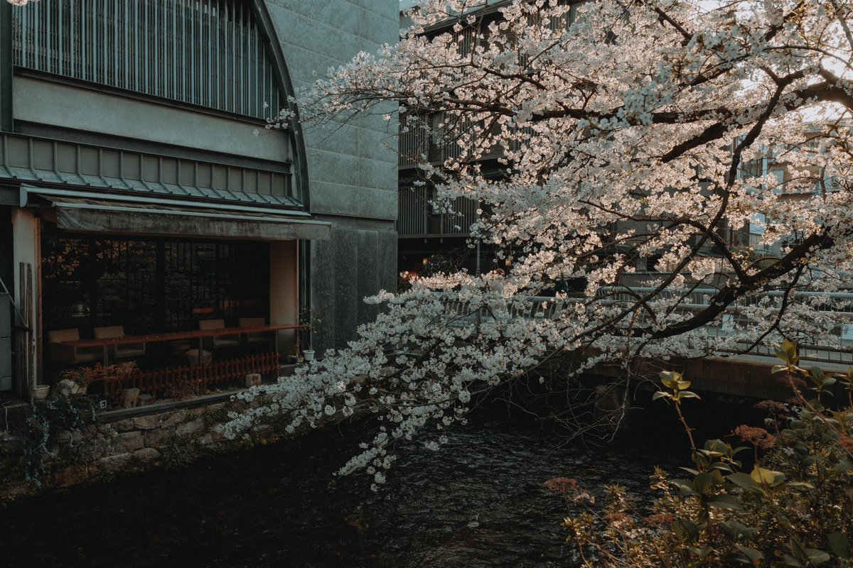 riki_shinagawa's tweet photo. Cherry blossoms in the city https://t.co/Slm7rBsCwm