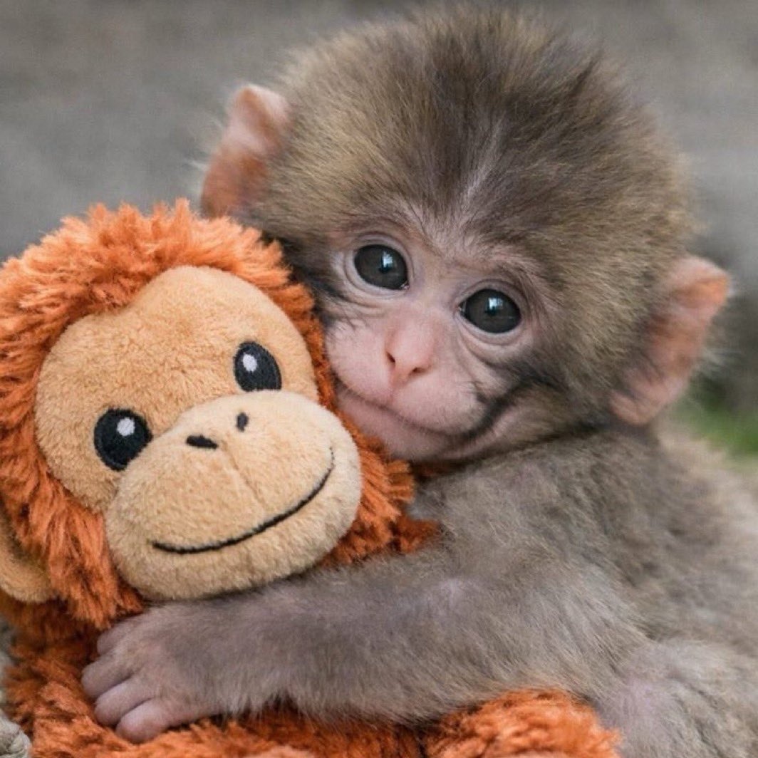 Springokey436's tweet photo. パンチくん🐒
今年一番かわいい写真 💕 https://t.co/nPzUIaLB0Y
