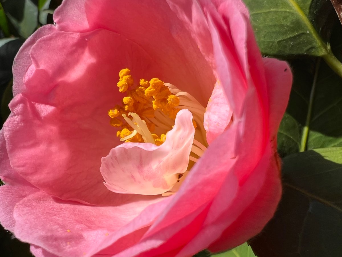 🌸るんば🍁るんば🍑 tweet media