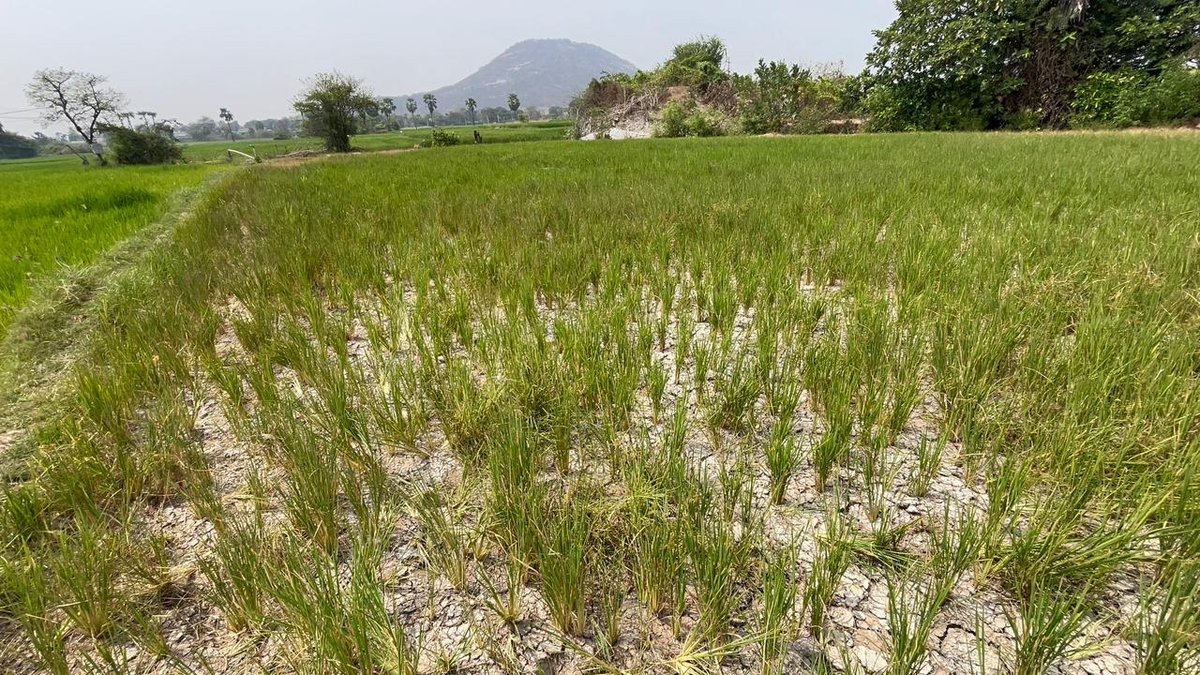 Errabelli Dayakar Rao tweet media