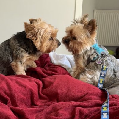 Lord Billy (oh, and Beatrix) tweet media