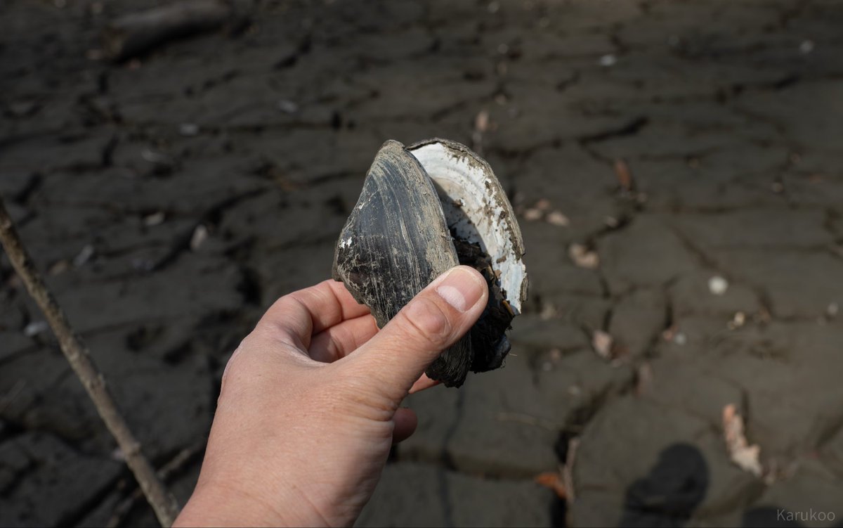 カルクウ tweet media