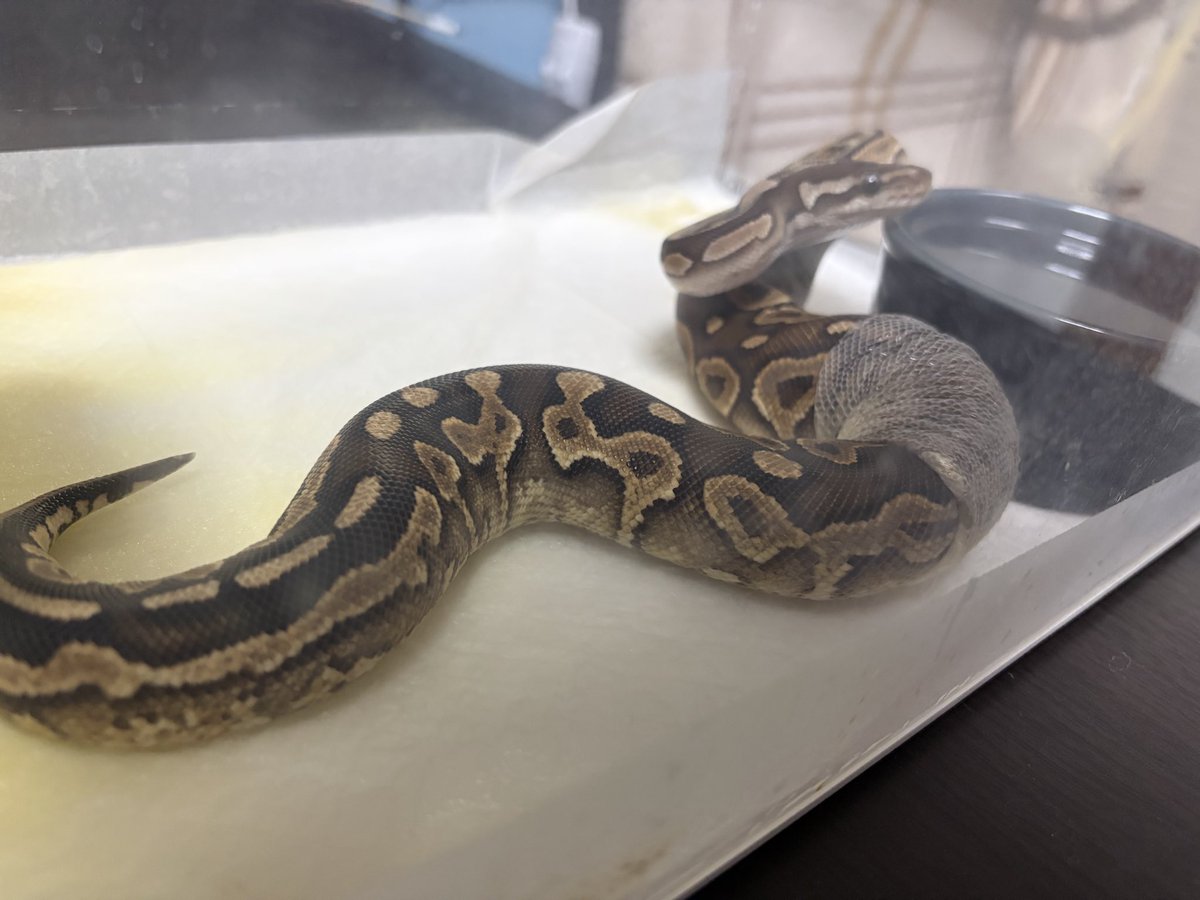 とまぴー🐍 tweet media