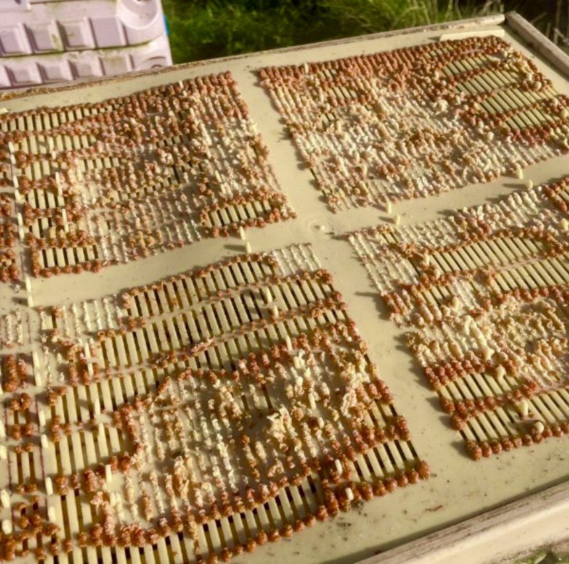 HelpingBees's tweet image. Bee propolis 🐝 has antiviral, antibiotic &amp;amp; immune system strengthening properties and helps with Covid.  It’s a substance bees seal their hives with. It's easy to take in supplement form.
STUDY @ResearchGate
researchgate.net/publication/34…
#immunesystem #immunity 
📷 @ArtisanHoneyCo