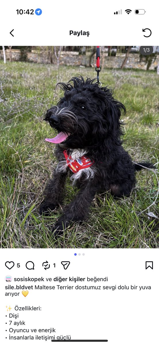 pazartesi sabahın köründe barınağa bırakılmış bir maltese terrier
apar topar uyanır uyanmaz barınak açılır açılmaz paçavra gibi terkedildi
tüylerinin durumu berbat
acilen yeni yuva arıyoruz
istanbul