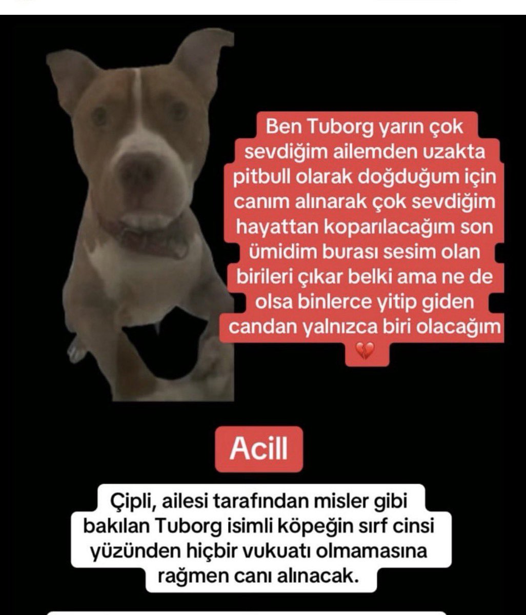 #tuborg 
Arkadaşlar önce kaymakamlığı, sonra tarım orman veteriner işleriyle görüştüm
Kaymakamlık konunun kendisiyle ilgili olmadığını tarım ormanın ilgilendiğini iletti.
Tarım orman veteriner işleri müdürü; köpeğin bahçesinden değil, yol kenarında bir kulubede olduğunu, gelene