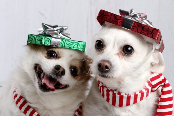 JLevicus's tweet photo. @feebeechanchibi I had these two since I was a kid, Opie (left) and Mika (right).  Mika passed last year on April 11th, and we had to put Opie to sleep a few weeks ago, on Feb 25th.
Living on with their memory is always the best we can do. Don't ever forget the feeling. https://t.co/b3M8FELSuU