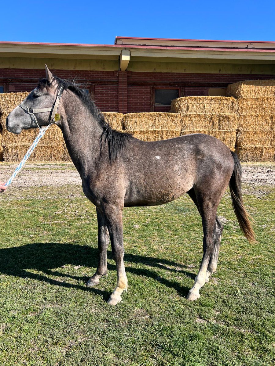 SATILIK ŞAMPİYON ADAYI

ALPEREN ŞAH
Gelibolu-Ezonehir
17.05.2024 Doğumlu

2 Adet GR1 galibi Kumbey ile anneden kardeş. Fotoğraflar Mart ayı çekimi.,tay şu an 393 KG. Mahmudiye Pansiyon harada görülebilir. 

İletişim için DM.