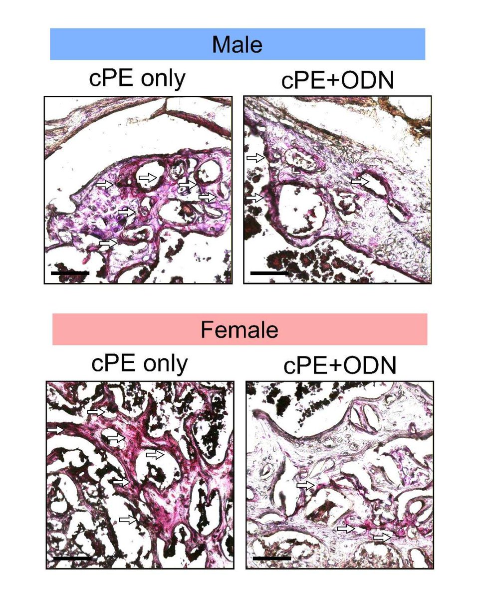 Bone & Joint Research tweet media