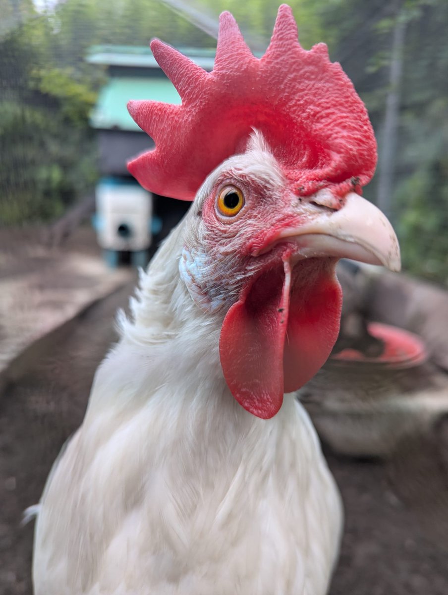 dmouseandthetea's tweet photo. @BBCBreakfast One of my pet chickens Dolly Part-hen.  
Carol Oldham (Saddleworth) https://t.co/tgCC4xuHID