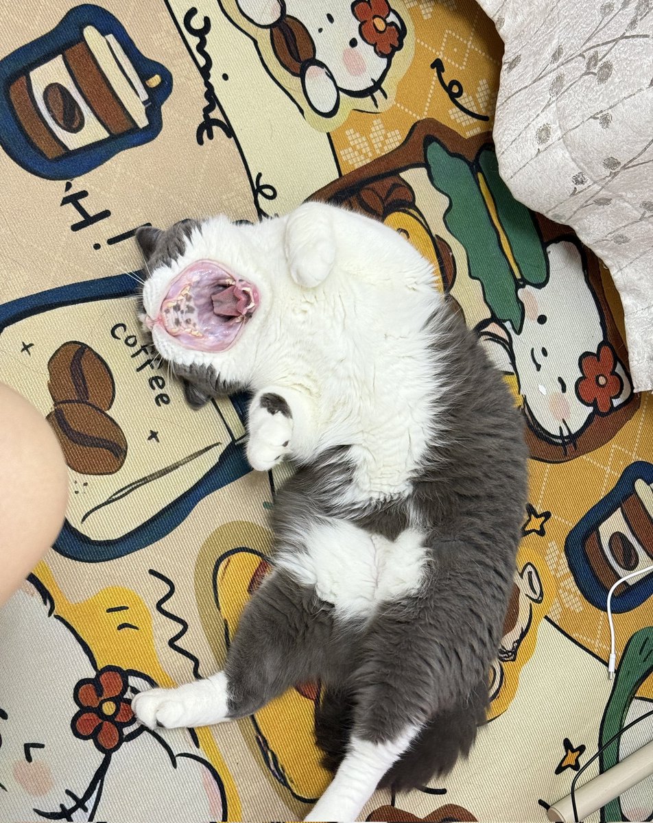 想当一只猫(互fo🇨🇳) tweet media