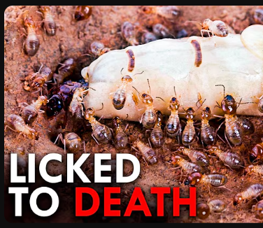 Thurston | @thurstonw.bsky.social tweet media