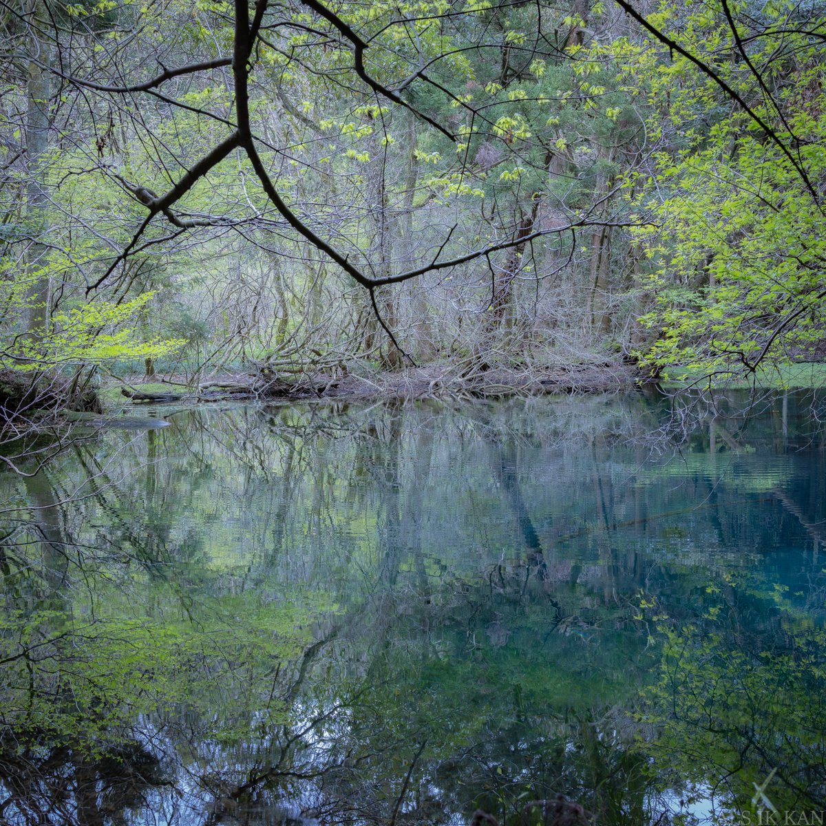 メダカちゃん tweet media