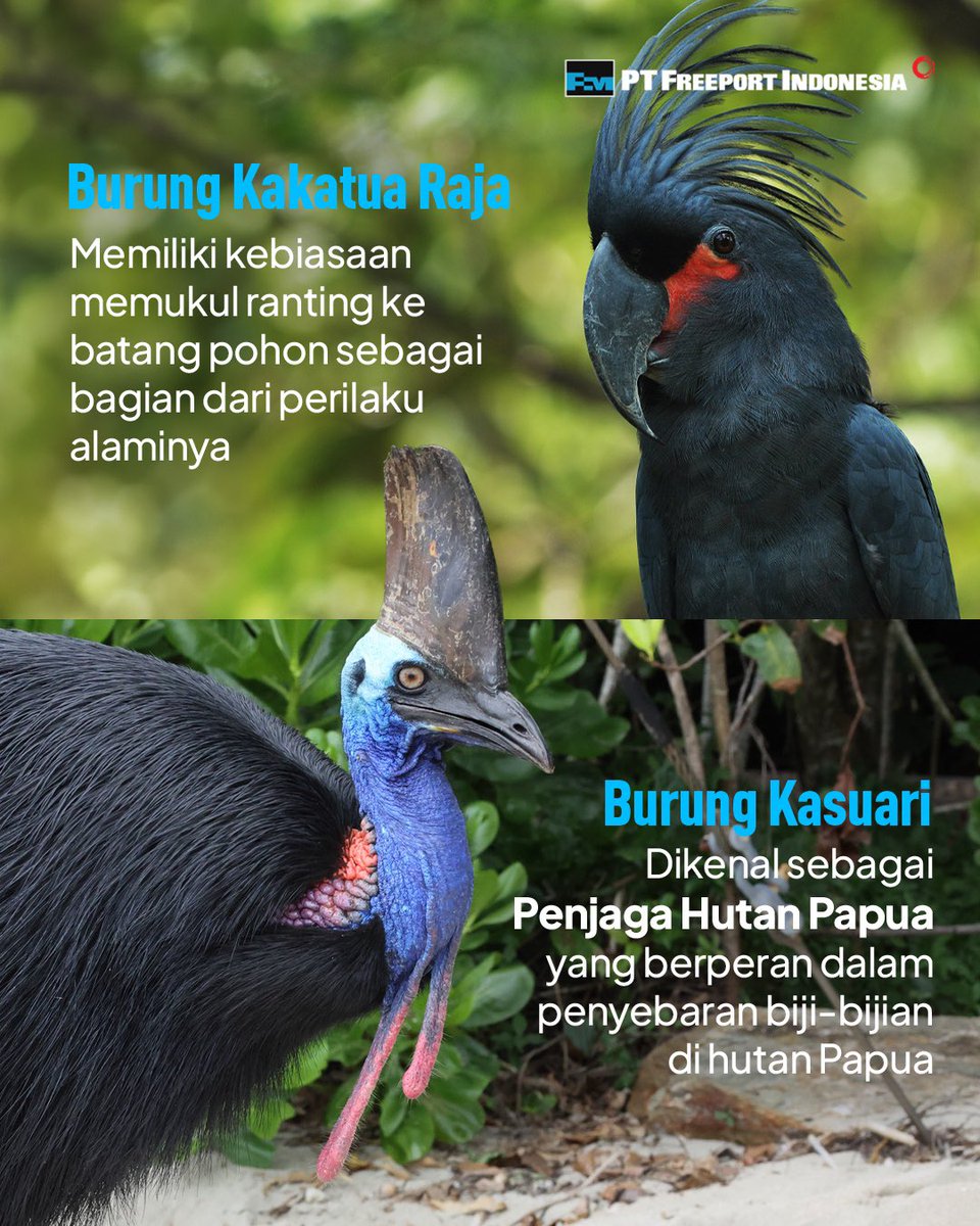 Freeport Indonesia tweet media