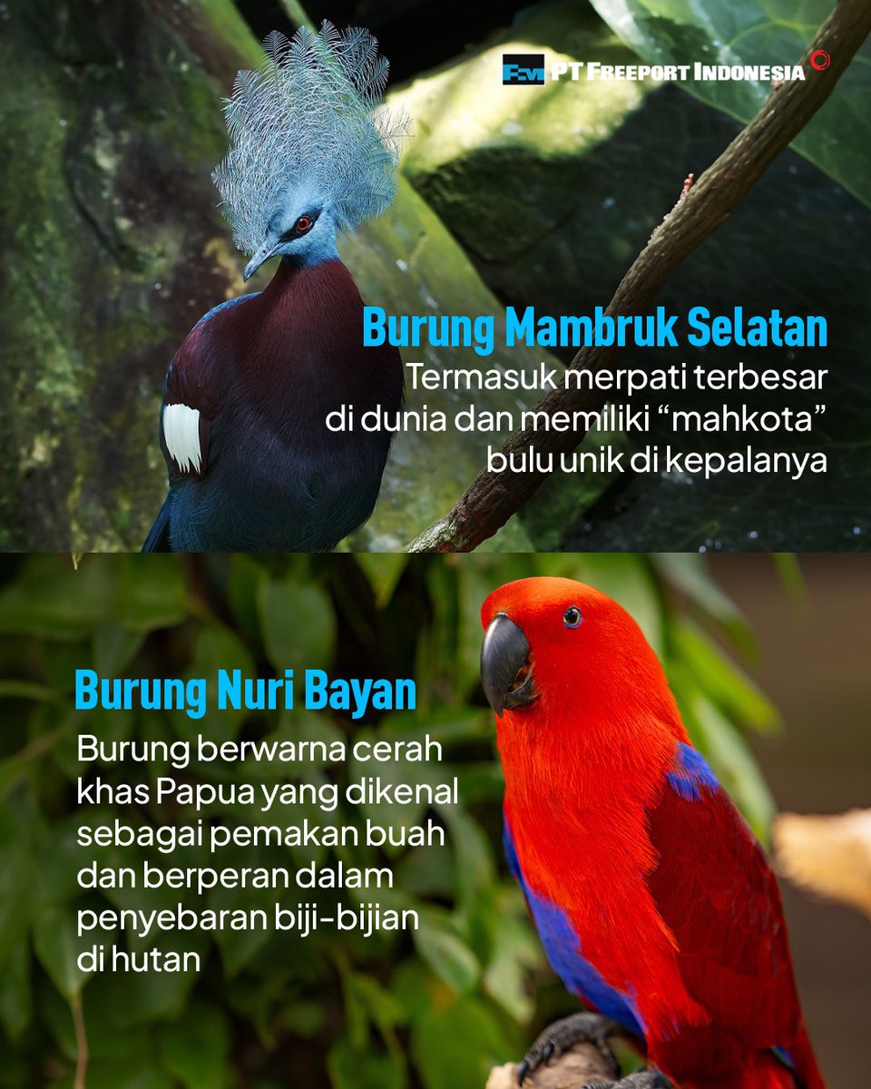 Freeport Indonesia tweet media