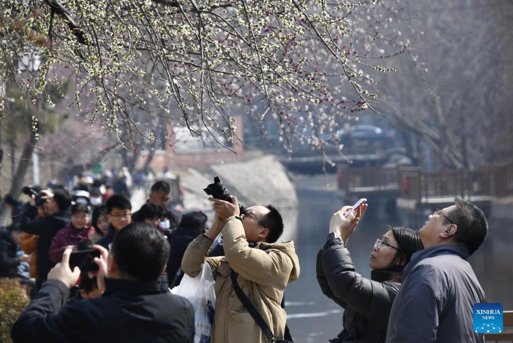 VoiceofPD's tweet image. View of peach blossoms in Beijing

#beijing #view #blossom