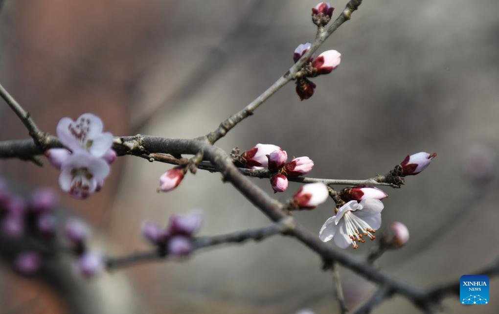 VoiceofPD's tweet image. View of peach blossoms in Beijing

#beijing #view #blossom