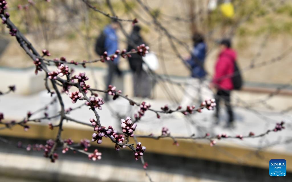 VoiceofPD's tweet image. View of peach blossoms in Beijing

#beijing #view #blossom