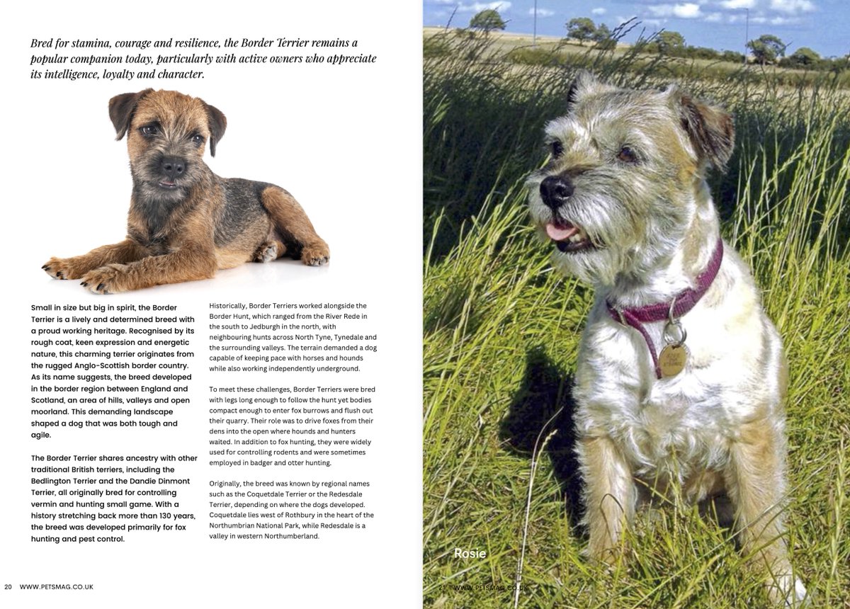 Pets Magazine tweet media