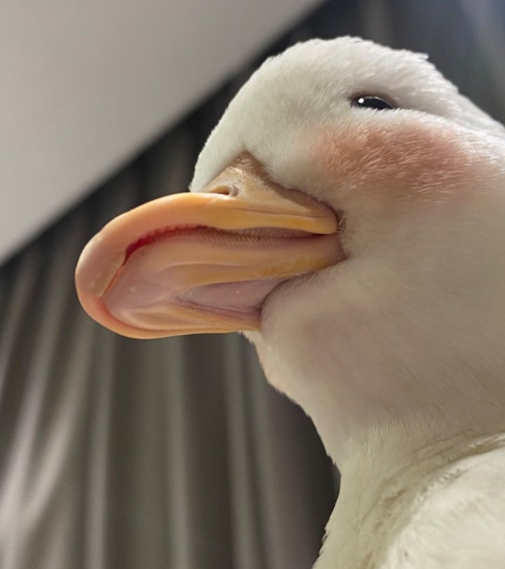 zngqingmin72863's tweet image. 人，鸭的嘴唇漂亮吗🦆
#互关互赞 #Duck