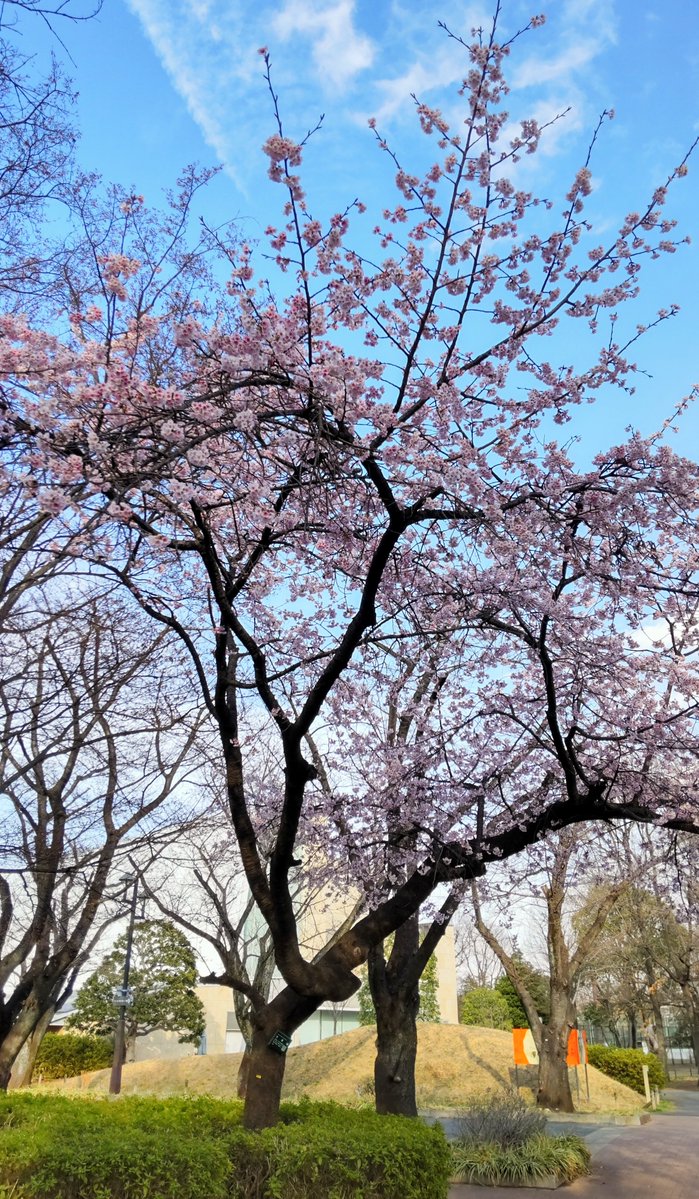 府中市美術館は3/13(金)まで休館し、3/14(土)から次の企画展「春の江戸絵画まつり　長沢蘆雪」が始まります。
屋外の大型看板が入れ替わり、着々と準備が進んでいます。開幕まで今しばらくお待ちください！

🌸美術館近くのオオカンザクラが今年も綺麗に咲きました🌸