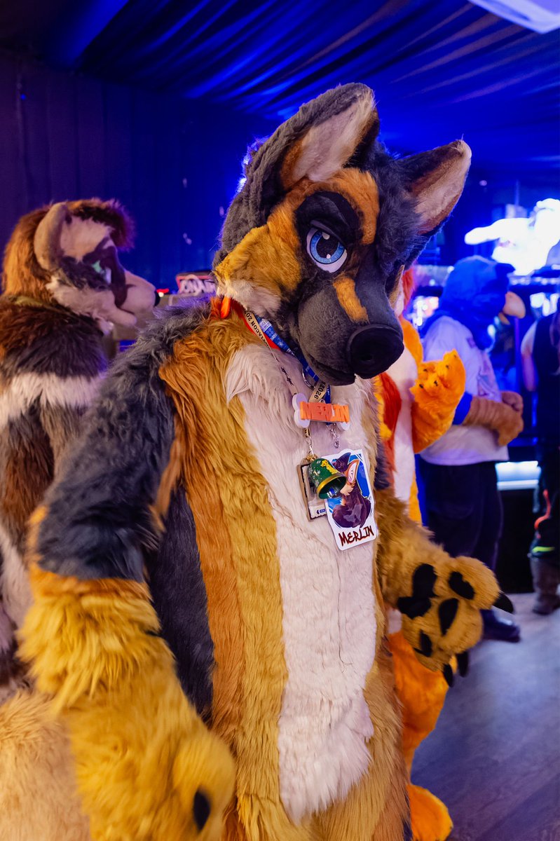 Merlin/MrSheppy - Furrific/MFF 2025 tweet media
