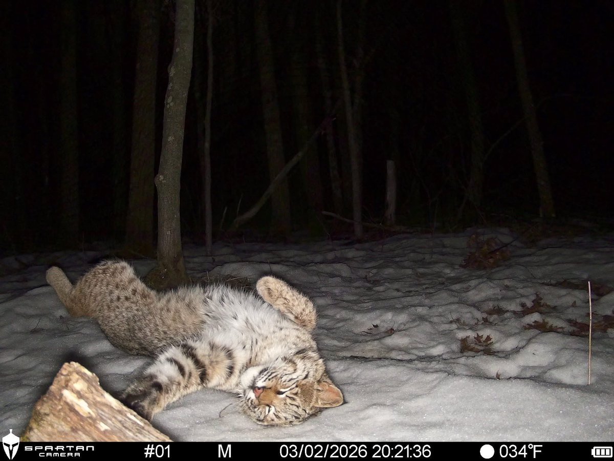 trailcam (@trail_cams) on Twitter photo 