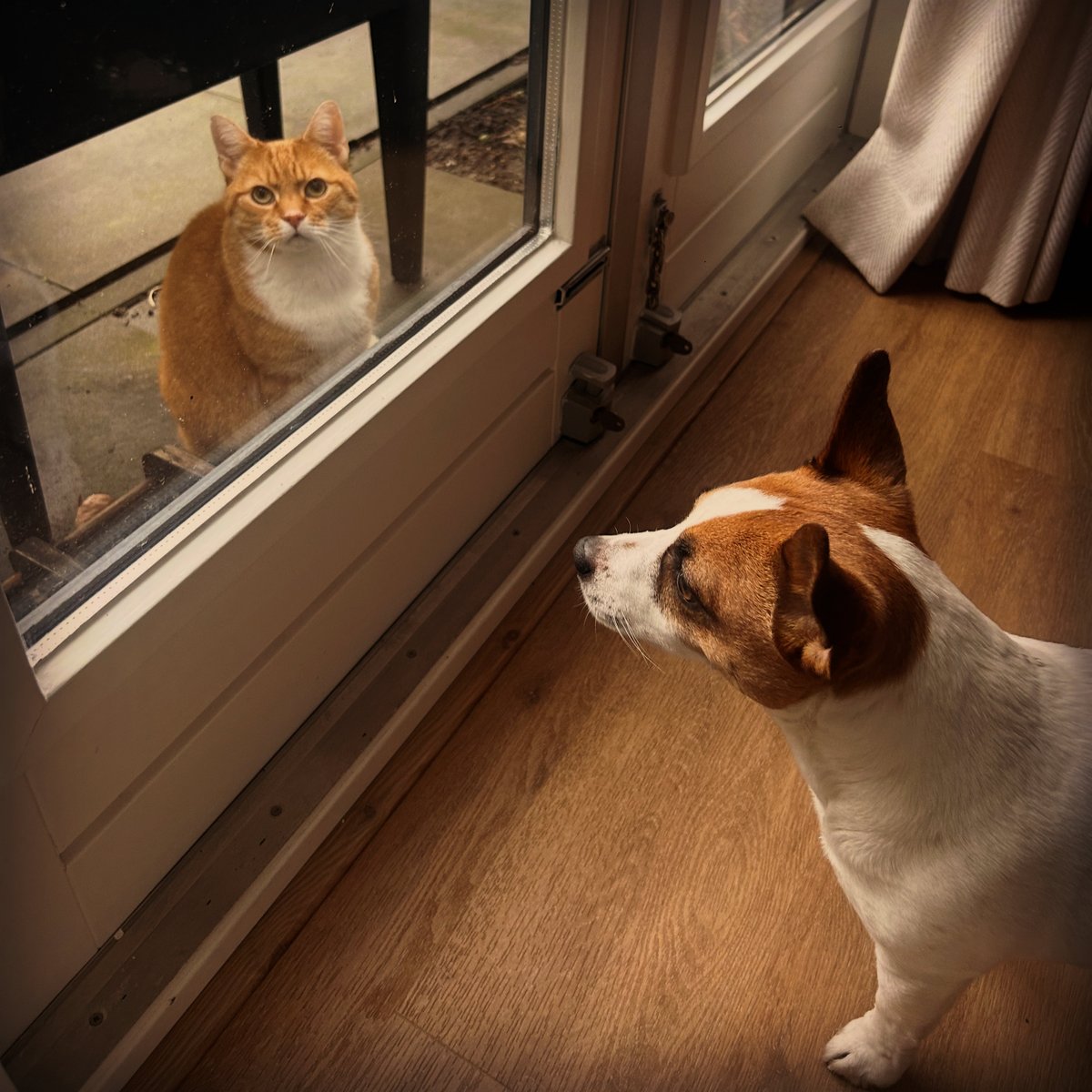 JeroenMirck's tweet image. Frenemies. 🐶😼

#CatoftheDay #DogoftheDay