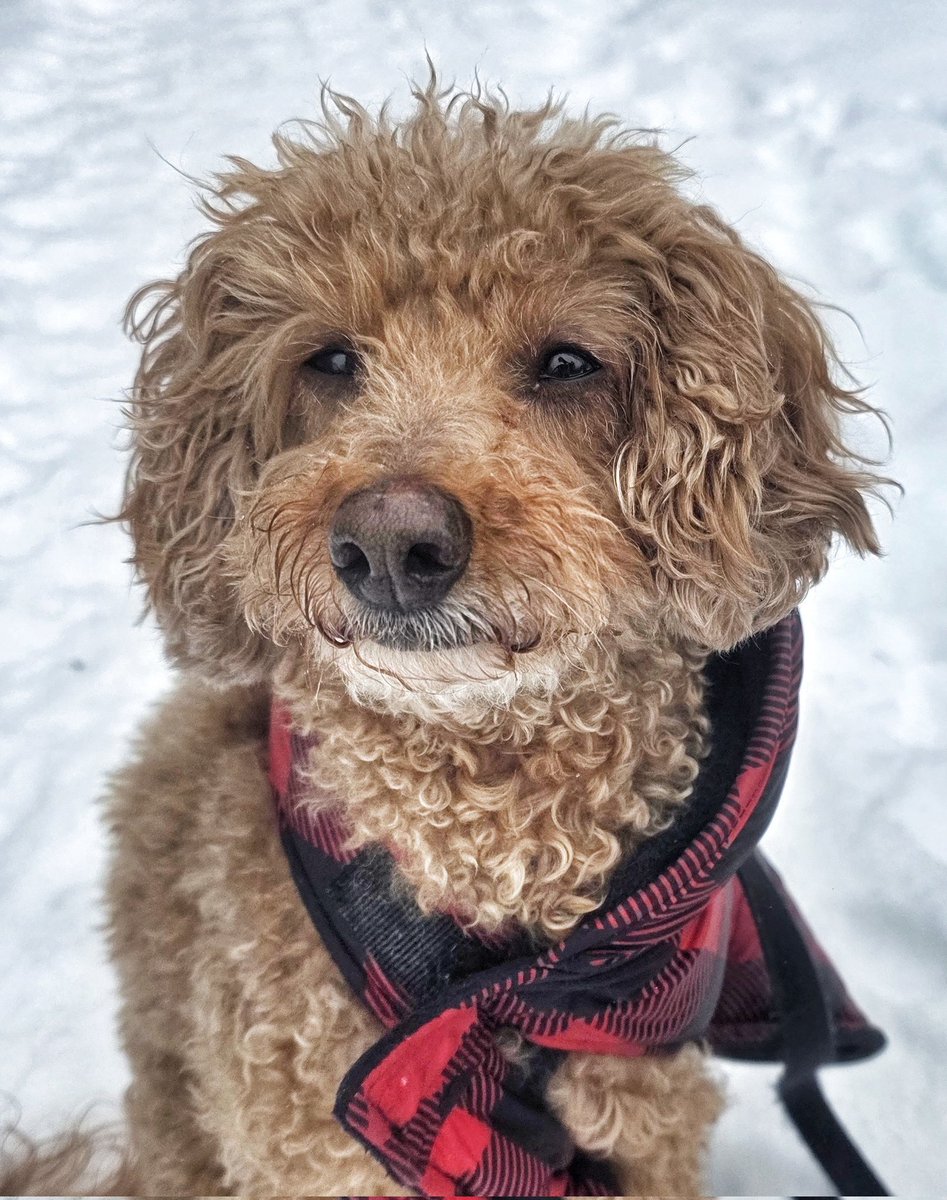 WalkinDogwalk's tweet photo. It's Monday and things are feeling warmer...Finn is almost smiling!
🌞❤️🐾🐶🐕🐾❤️🌞
#Mondaymotivation #minipoodle #walkinthedog https://t.co/zfAxiIPVX8