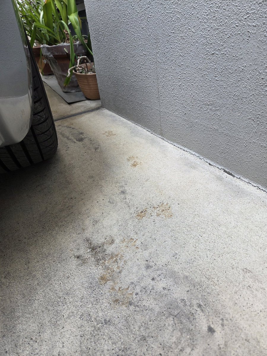 miiman_D's tweet photo. 家と車の狭い所を、何かが歩いた形跡が❗
何が来てる？

特徴的な歩き方…
調べてみたら「タヌキ」ぽいんだけど

先日、車の点検に出したら、整備士さんに「エンジン内に小動物が入り込んでる形跡が💩」って言われて…
もしかして？まさか？？タヌキ!？ https://t.co/XKnh6kVcQ4