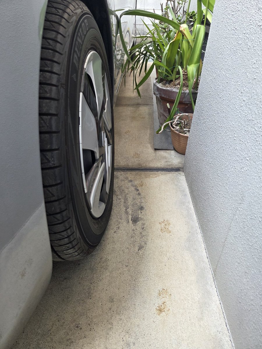 miiman_D's tweet photo. 家と車の狭い所を、何かが歩いた形跡が❗
何が来てる？

特徴的な歩き方…
調べてみたら「タヌキ」ぽいんだけど

先日、車の点検に出したら、整備士さんに「エンジン内に小動物が入り込んでる形跡が💩」って言われて…
もしかして？まさか？？タヌキ!？ https://t.co/XKnh6kVcQ4