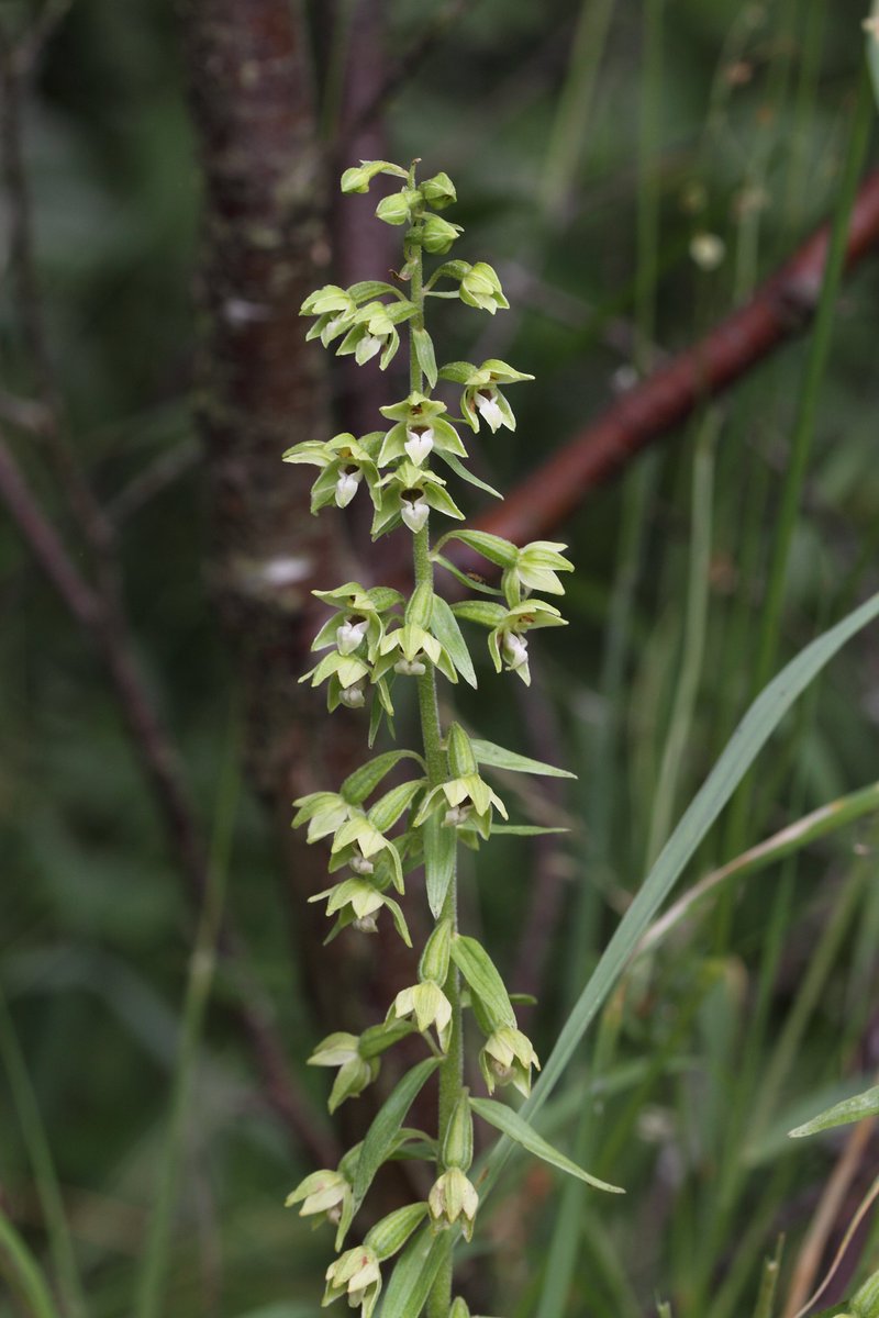 James Common tweet media