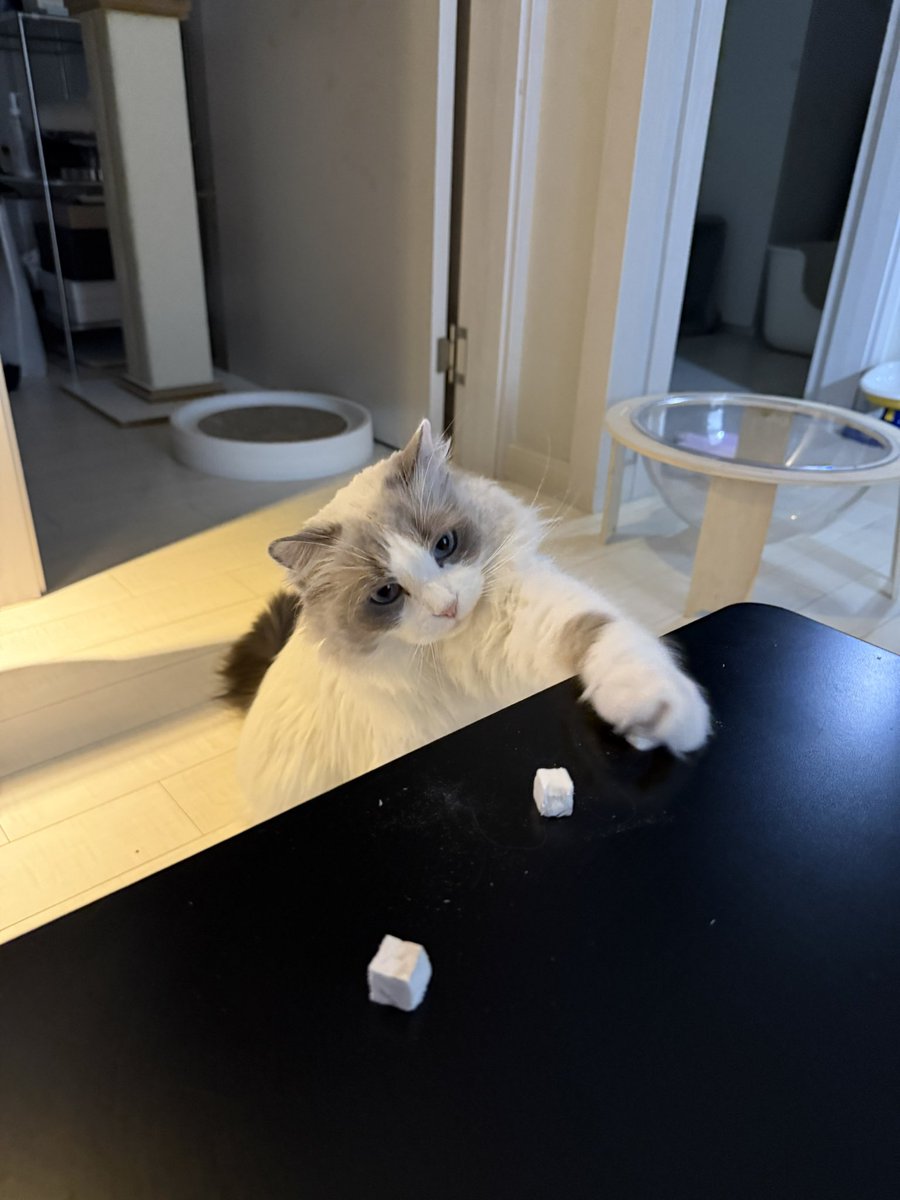 어제 같이 야식 먹는 두부