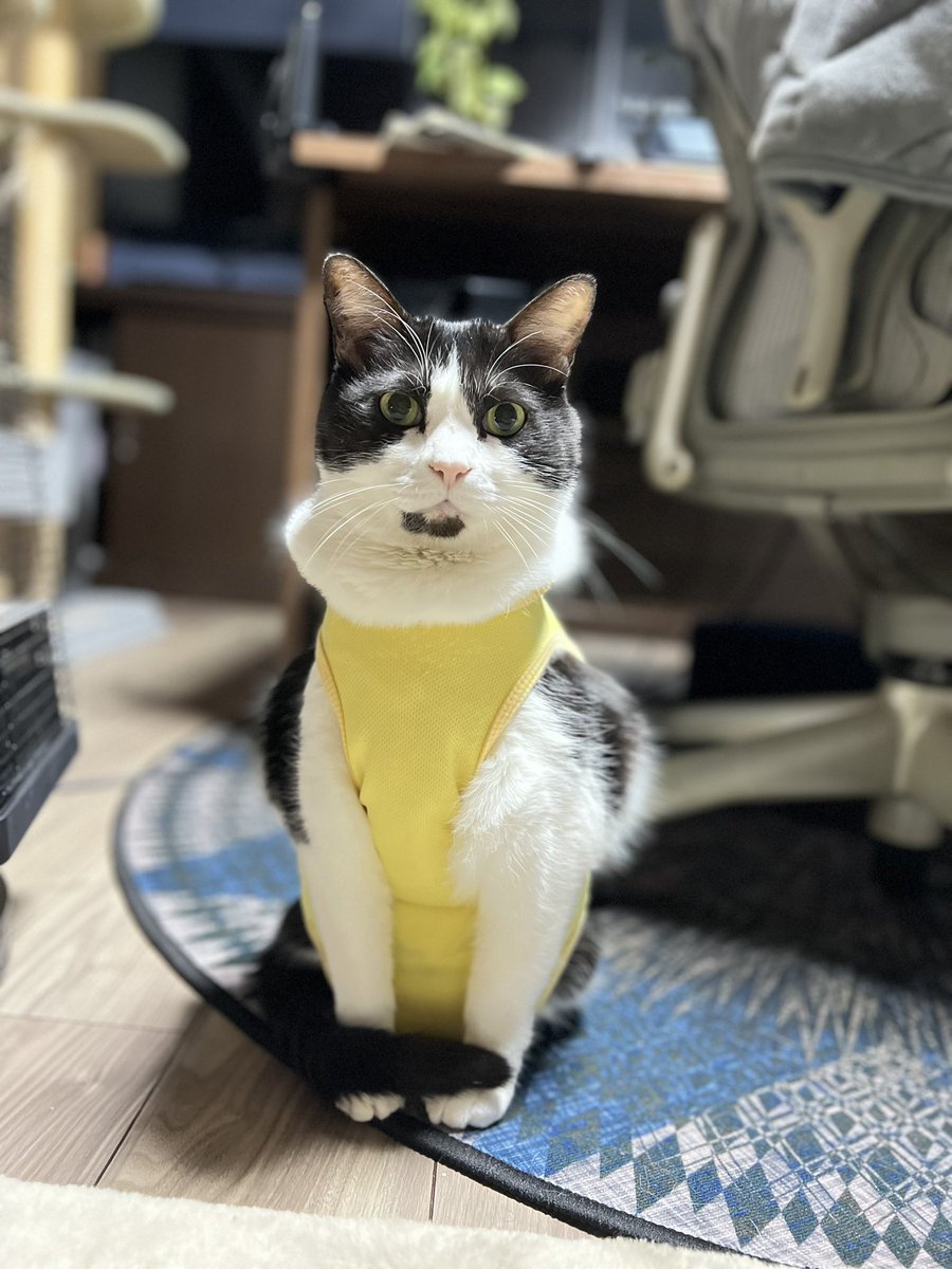 アタミ tweet media