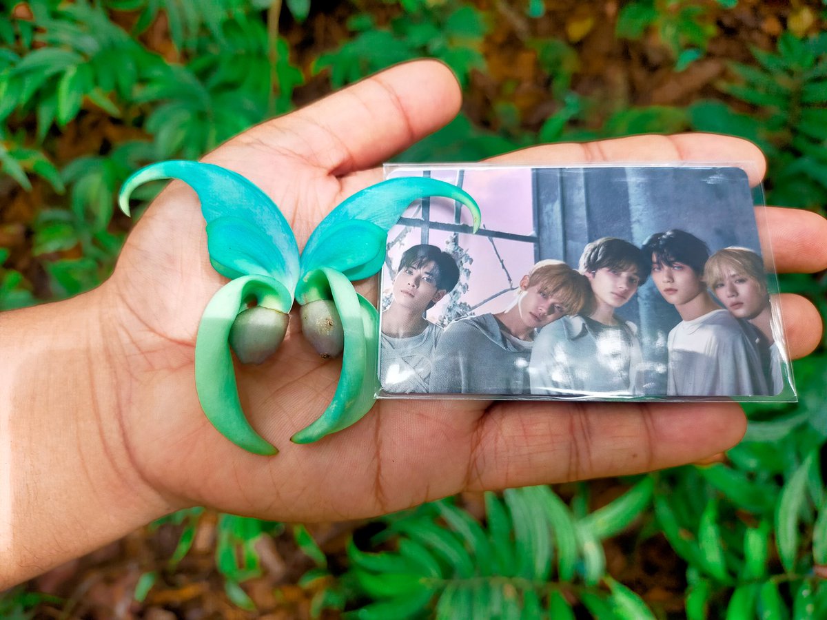 Didn't get to see <a href="/TXT_members/">TOMORROW X TOGETHER</a> <a href="/TXT_bighit/">TXT OFFICIAL</a> at #DunkinPH_WondersAt553 so I brought the members to my fieldwork in the mountains. Here's TXT with Jade Vine and Rafflesia flowers. 

Sorry for the not so fresh Rafflesia, it was the only one blooming at the time.