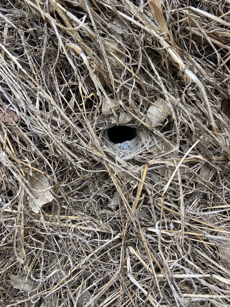 Amber BC tweet media