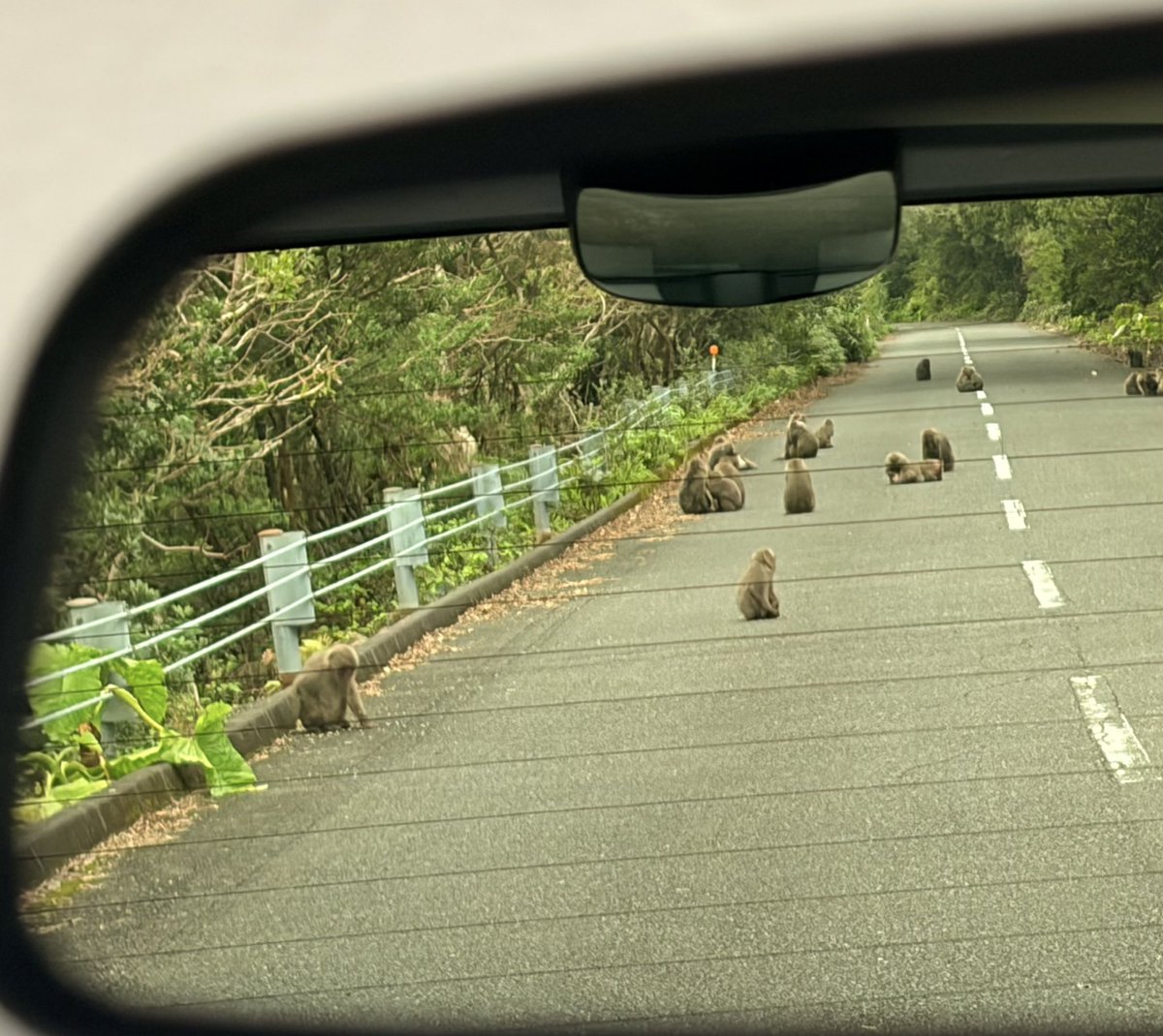 Toyoshin tweet media