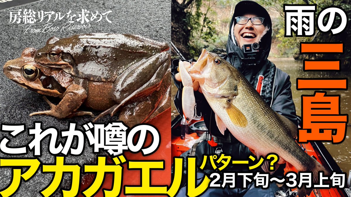 MrNoBite's tweet photo. 久しぶりに動画を更新しました〜！ アカガエルのパターンって都市伝説だと思っていました😂 櫻井氏があのカラーを使う理由も...🤫
https://t.co/h27Mvs2G7W
これが噂のアカガエルパターン...!? 2月下旬〜3月上旬の #三島ダム 暖かい雨の恩恵で初バスゲット！【房総リアルを求めて】 #バス釣り https://t.co/SBaaOnzHay