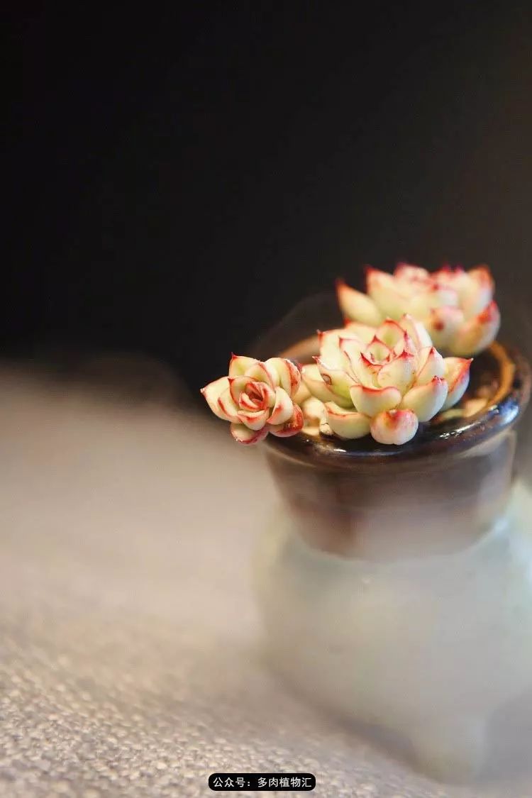 Oiluia Vzo tweet media