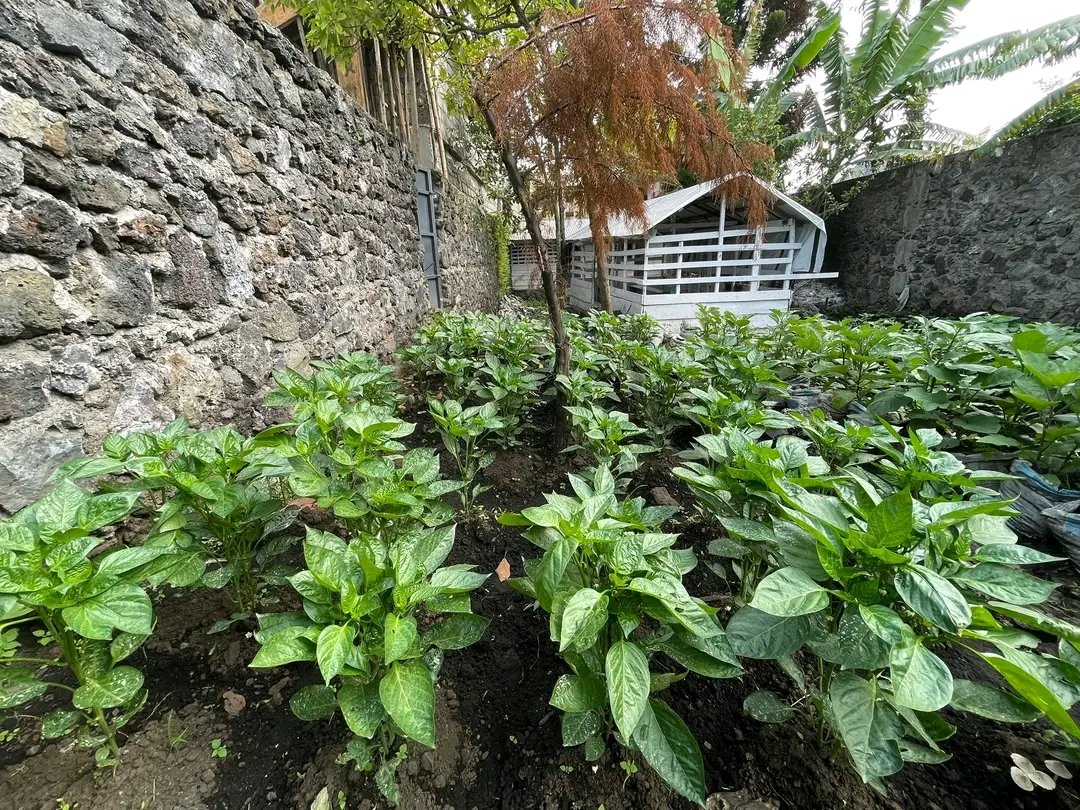 🇨🇩Goma : Agriculture périurbaine 

Bonne semaine famille 💚

Credit 📸 @agriexpertise