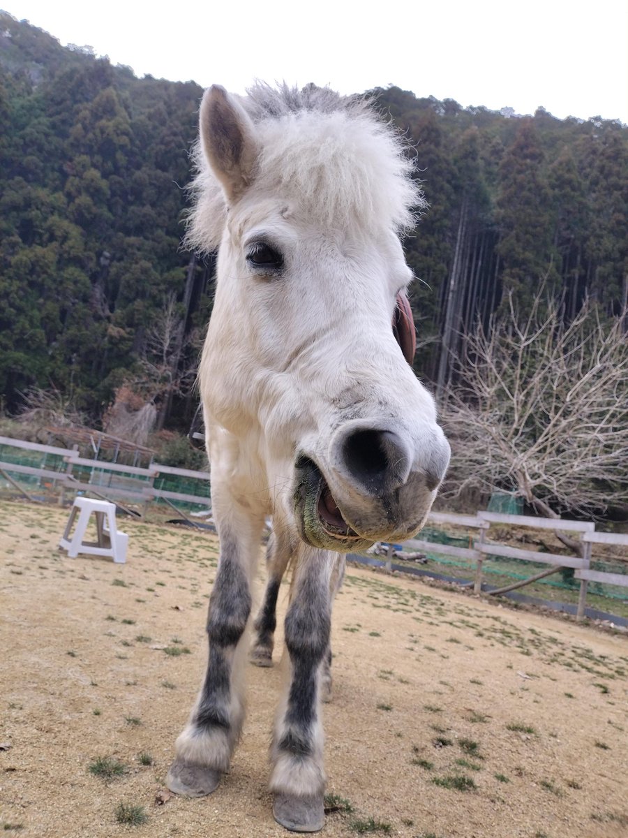 horsetherapy_st's tweet photo. 徐々に開口するぶーちゃん。

馬も人も、
あくびのときは
最大開口位に近づきやすいですね🤭（笑）

#昴うま牧場
#馬のいる暮らし
#セラピーホース
#言語聴覚士のいる牧場
#あくび https://t.co/er9os9VC5V