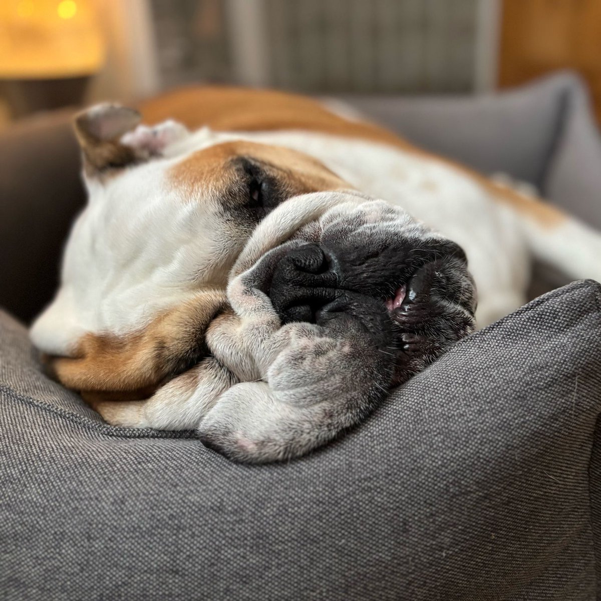 barney_bulldog's tweet photo. After a weekend of birthday celebrations, a #ClosedMonday is very needed ๐ค ๐ถ๐พโค๏ธ Barney #BarneyTheBulldog #DogsOfTwitter #DogsOfX #DogsOfIG #DogsOfFacebook #Bulldog #EnglishBulldog https://t.co/zx4vBwAuws